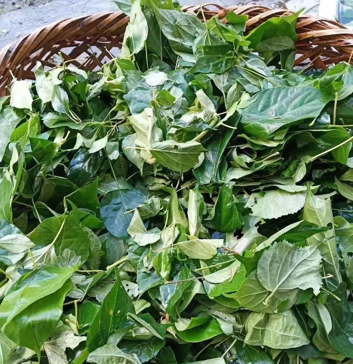 夏日炎炎,来一碗清凉消暑的神豆腐吧!