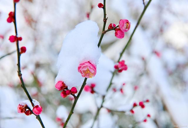 唯美雪梅图片图片