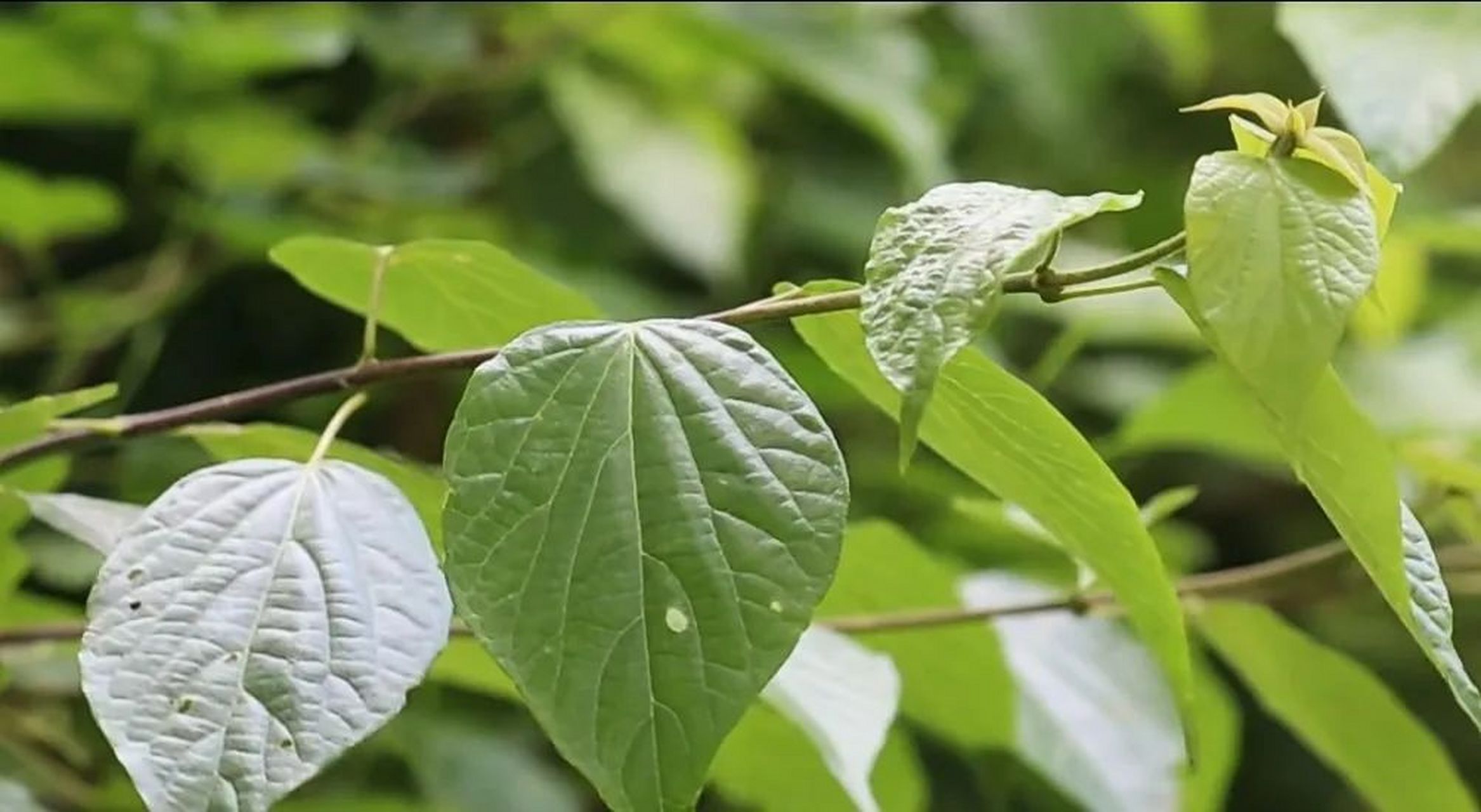 夏日炎炎,来一碗清凉消暑的神豆腐吧!