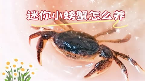 2元一只的迷你小螃蟹怎么养