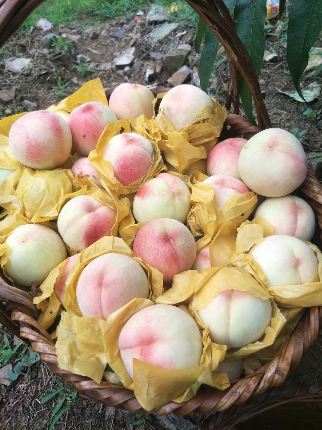 我国哪的水蜜桃最好吃?这5个产地上榜,桃中珍品,有你家乡吗?