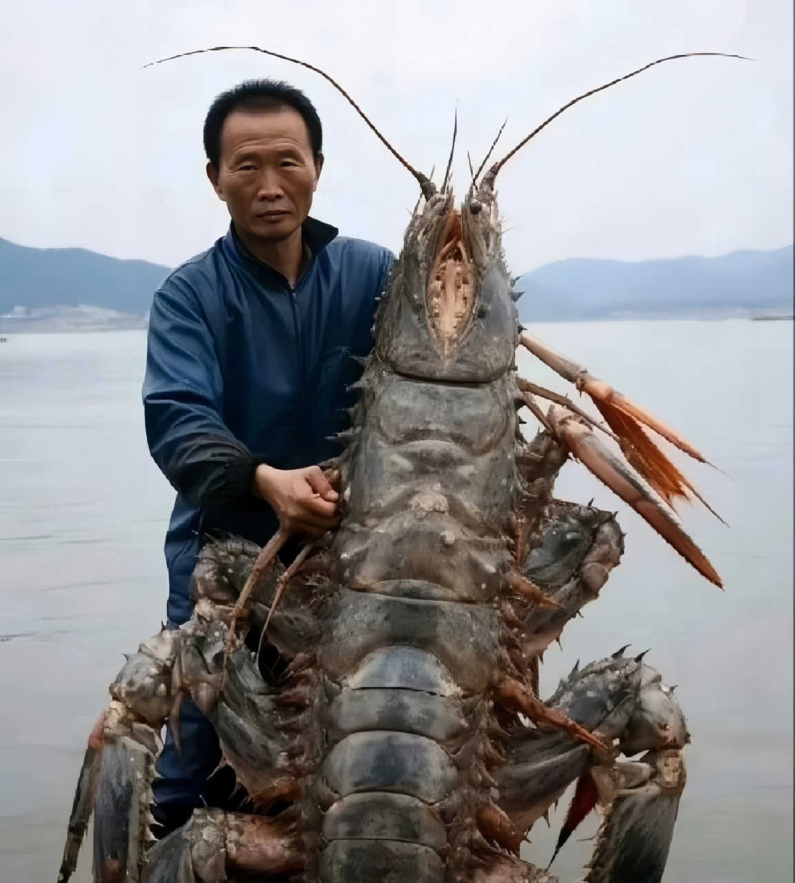 这么大的龙虾,足以做一顿丰盛的龙虾全席了.究竟该怎么处理呀?