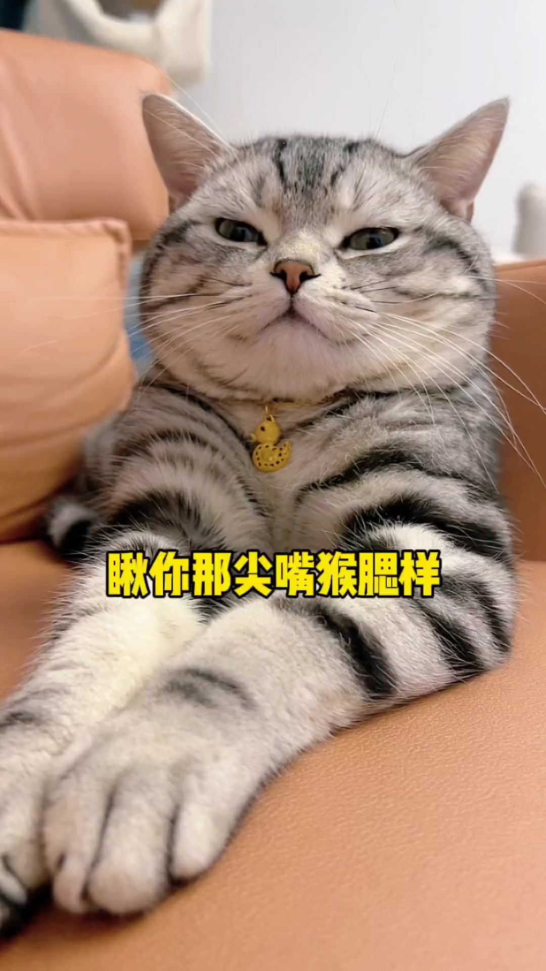 普信猫天花板嘛?还有你攥拳头吓唬谁呀?