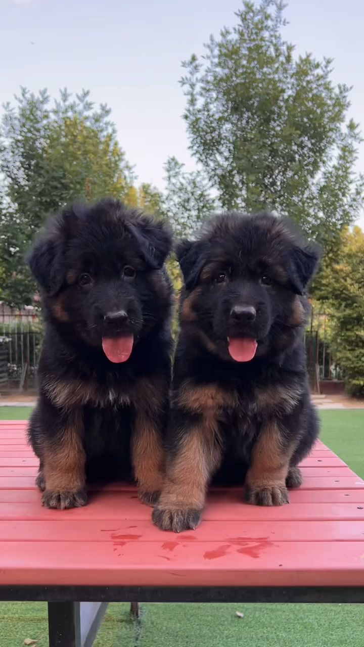 四十多天的德牧幼犬来了