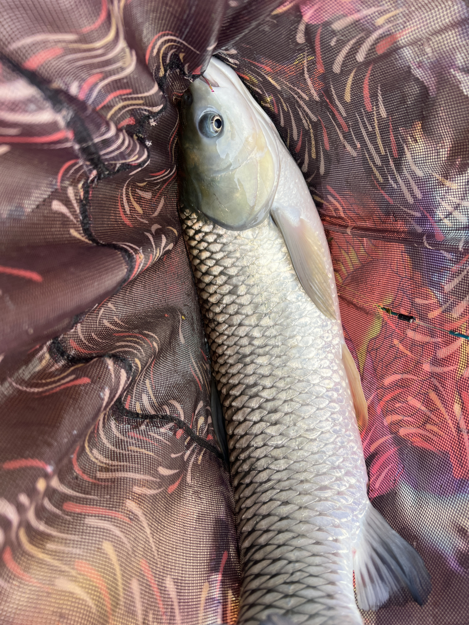 热点引擎计划# #钓鱼# 野钓六斤大草鱼