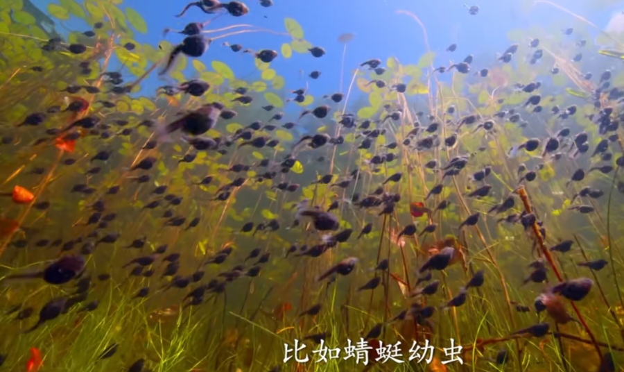 蝌蚪是两栖动物青蛙和蟾蜍的幼体.它们在水中生活,通过鳃呼吸.