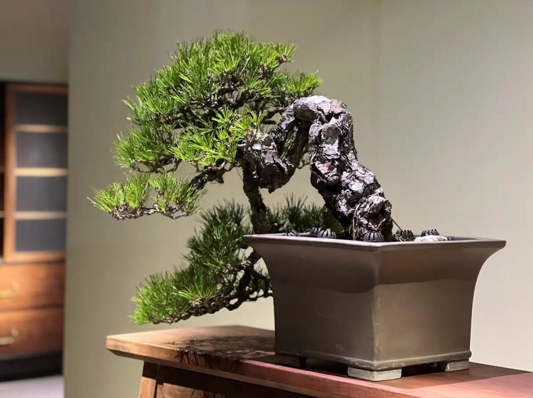 一棵第一眼看到就想抱回家的黑松盆景.