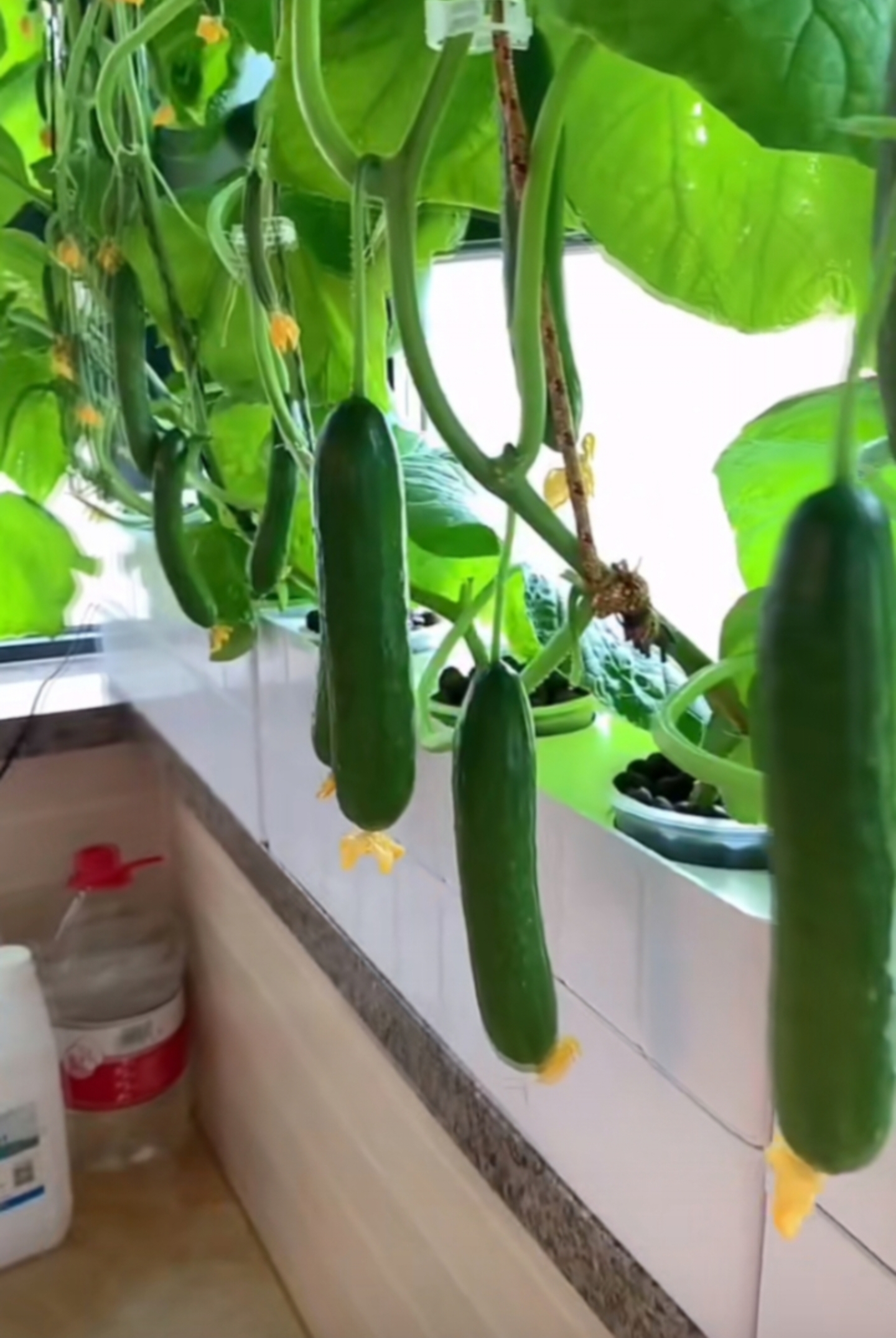 家人们,你们看看我在阳台上种的黄瓜怎么样?好不好?