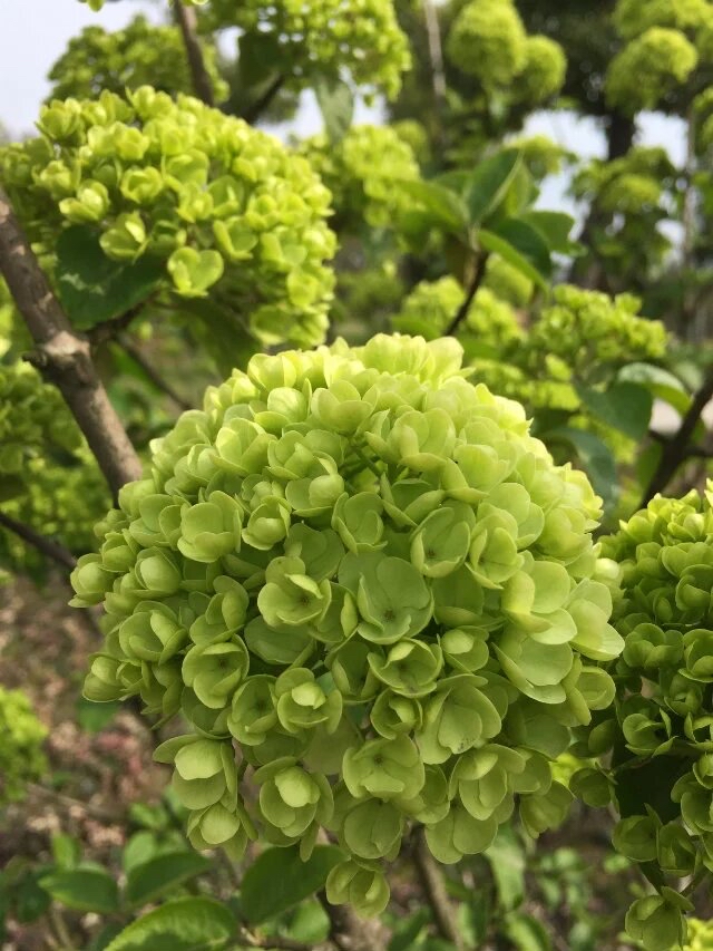 花花世界之21:绣球荚蒾(jiá mí)