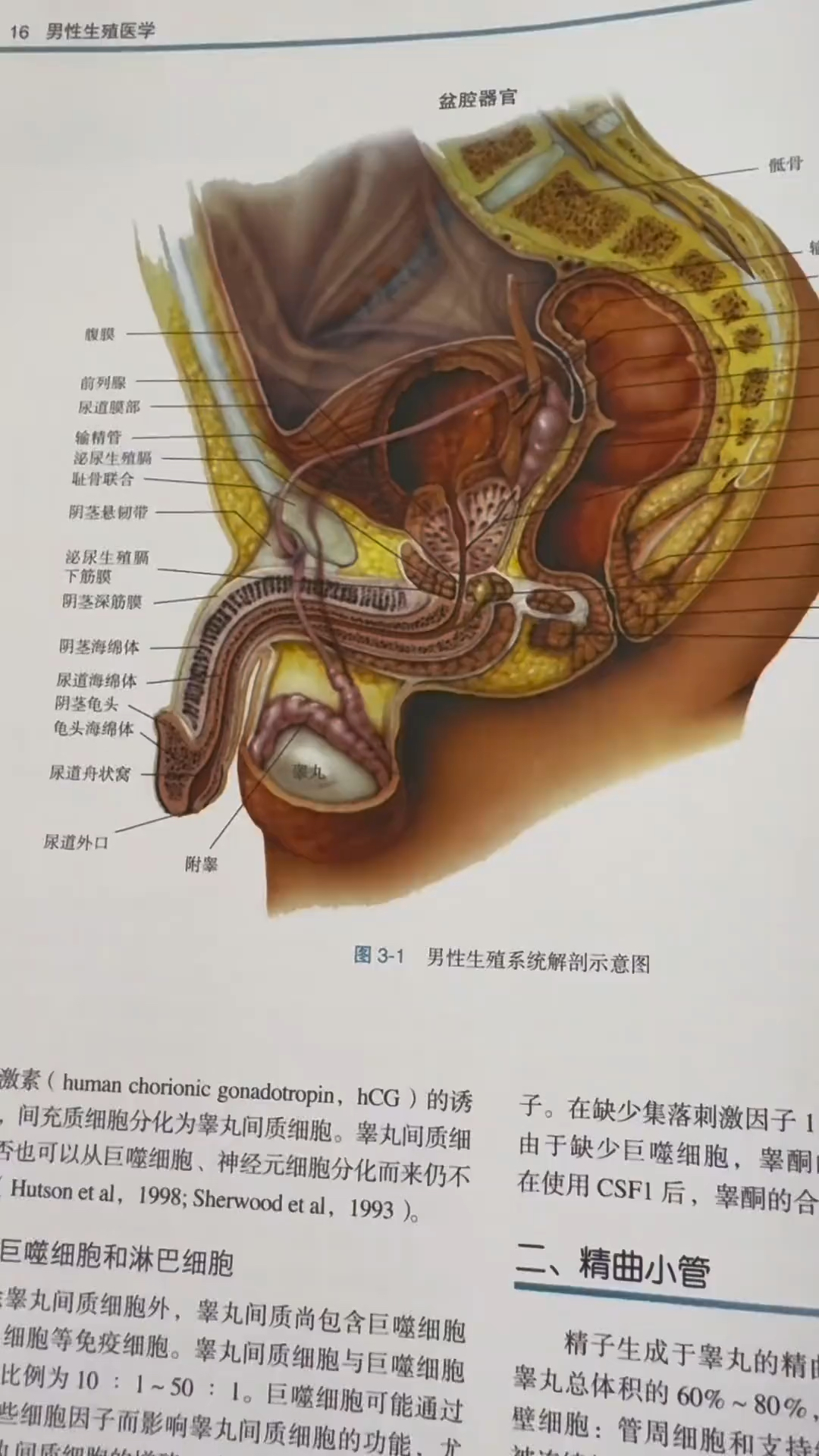 男性绝育手术实拍图解图片