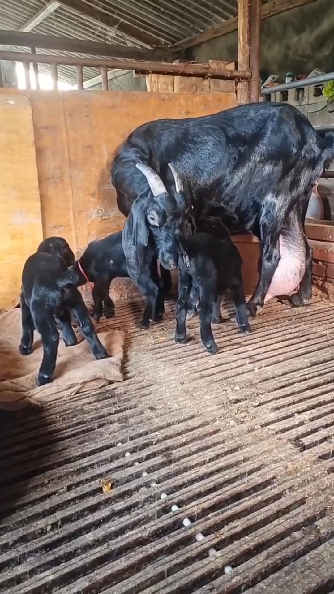 改良努比亚黑山羊产仔率就是高