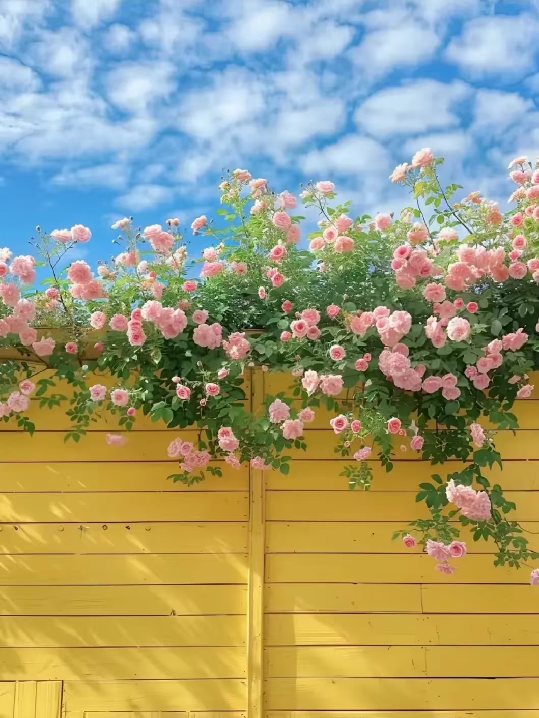 怀有义不荣辞的责任 你就活一辈子 一定没有一路生花照片墙背景