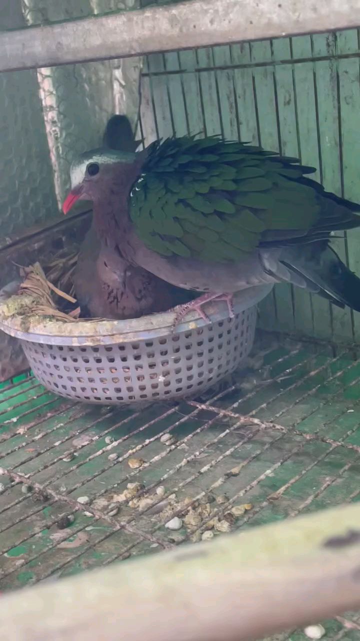 棕斑鸠配绿翅金鸠 鸠鸽杂交 杂交斑鸠