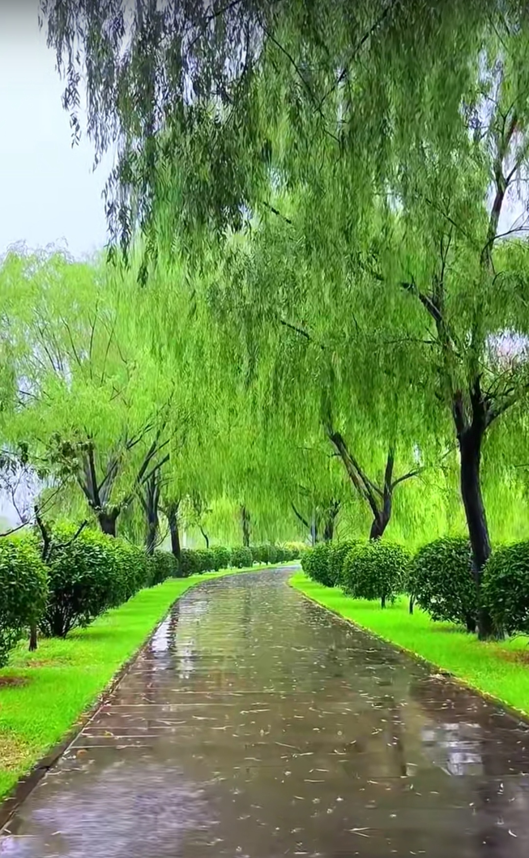 话说一念秋雨落一念秋风起