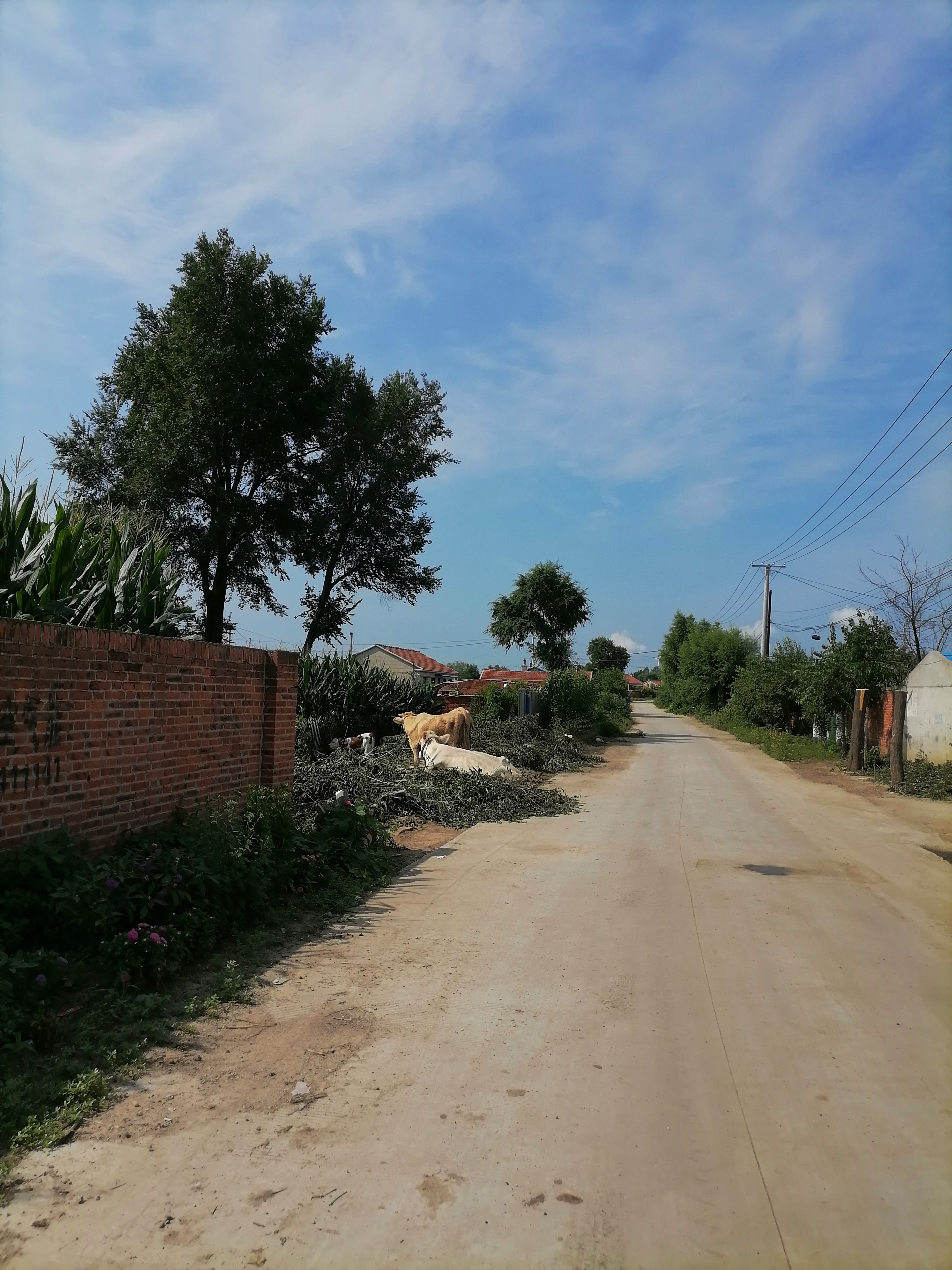 黑土地黑土地故乡的黑土地用你那乌黑的肥沃养育了