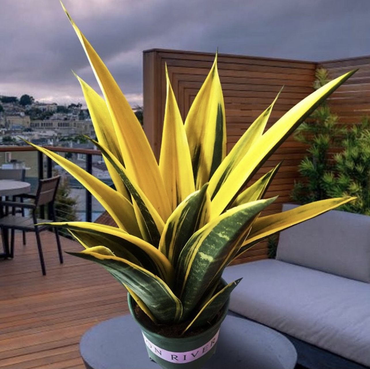 黄金虎皮兰也叫金边虎皮兰,看中它的寓意及强大的气场.