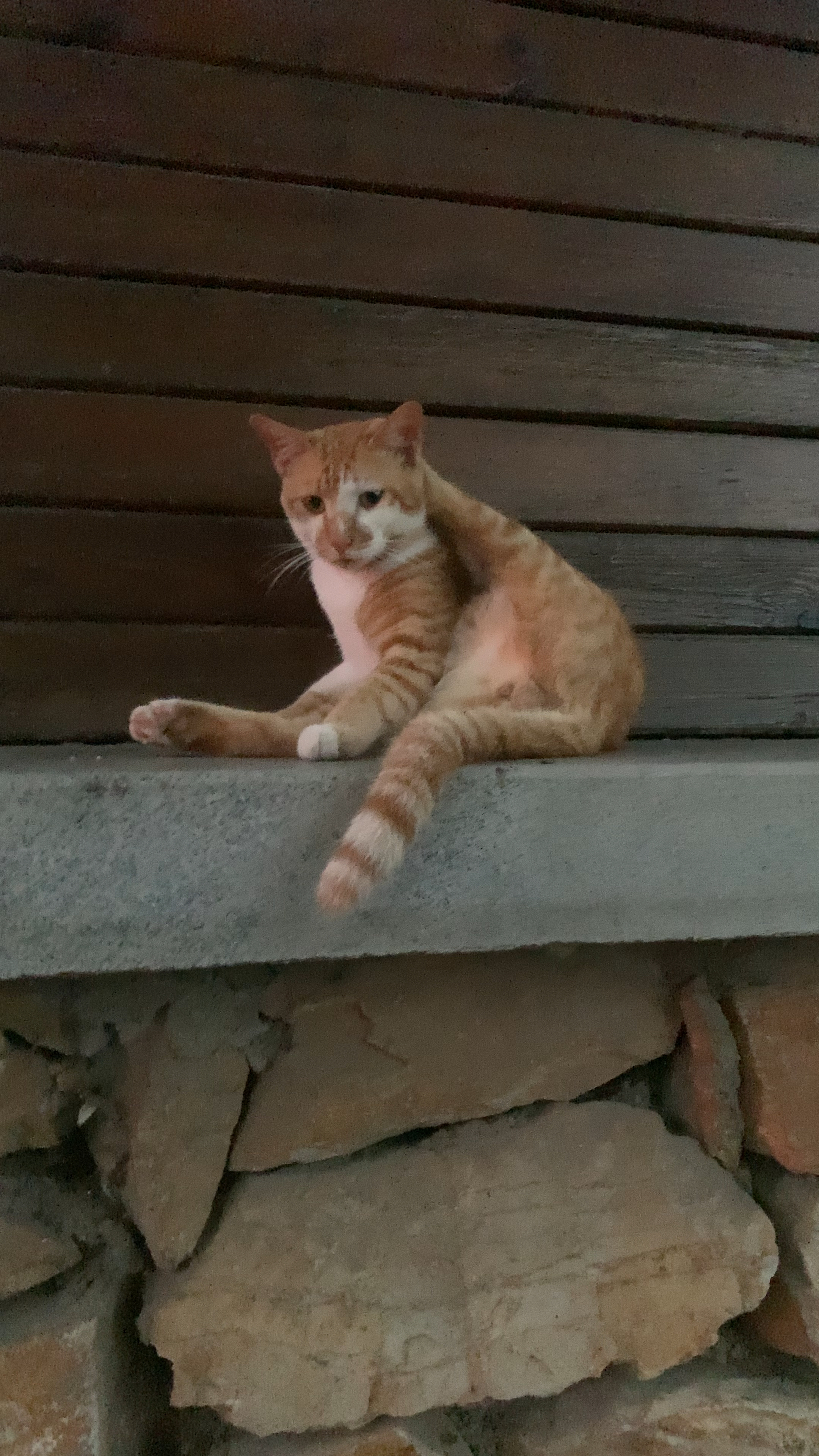 有没有人能模仿小橘猫的这个动作?