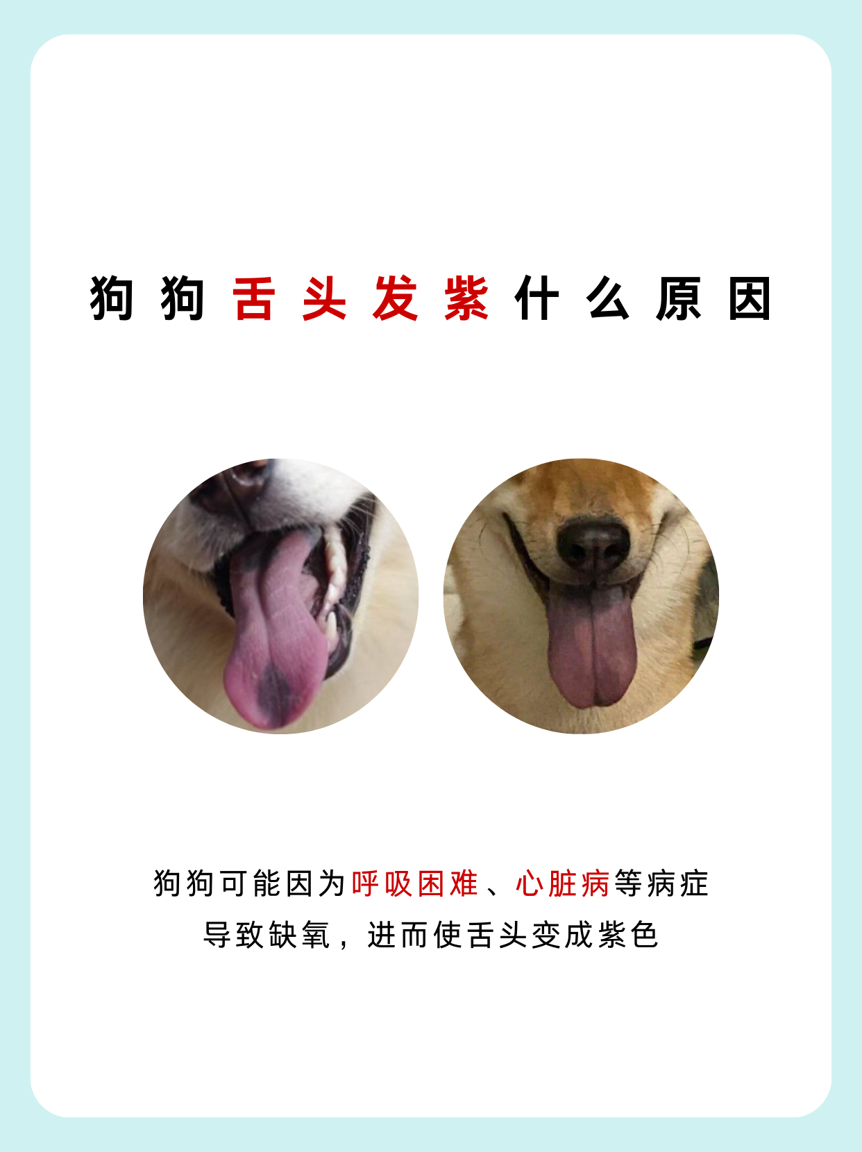 狗狗舌头发紫什么原因