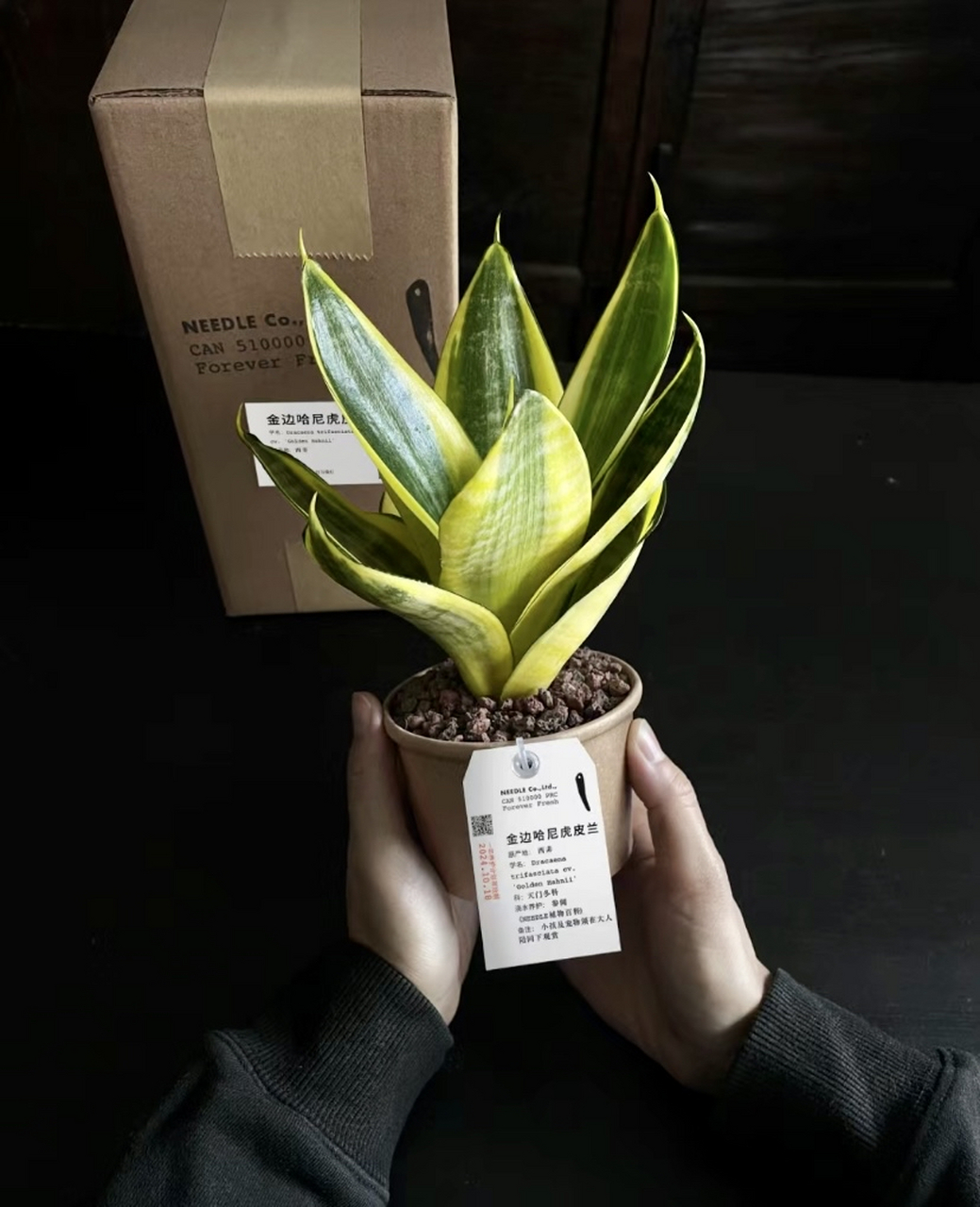 黄金虎皮兰也叫金边虎皮兰,看中它的寓意及强大的气场.