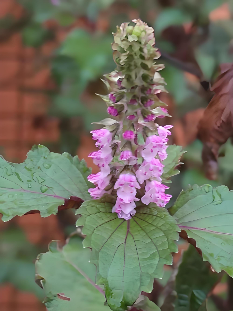 紫苏性喜温暖,湿润环境,较耐高温,在高温雨季生长旺盛