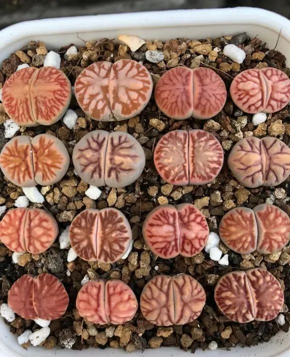生石花,死亡率最高的多肉,谁养谁后悔,要么徒长,要么化水