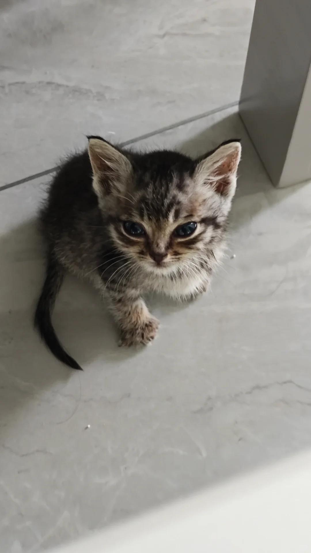 猫咪肠梗阻:是继续输液治疗还是该选择手术呢?