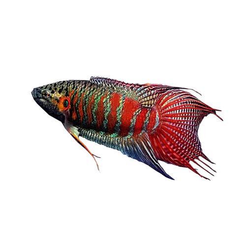 十大冷水清洁鱼排名