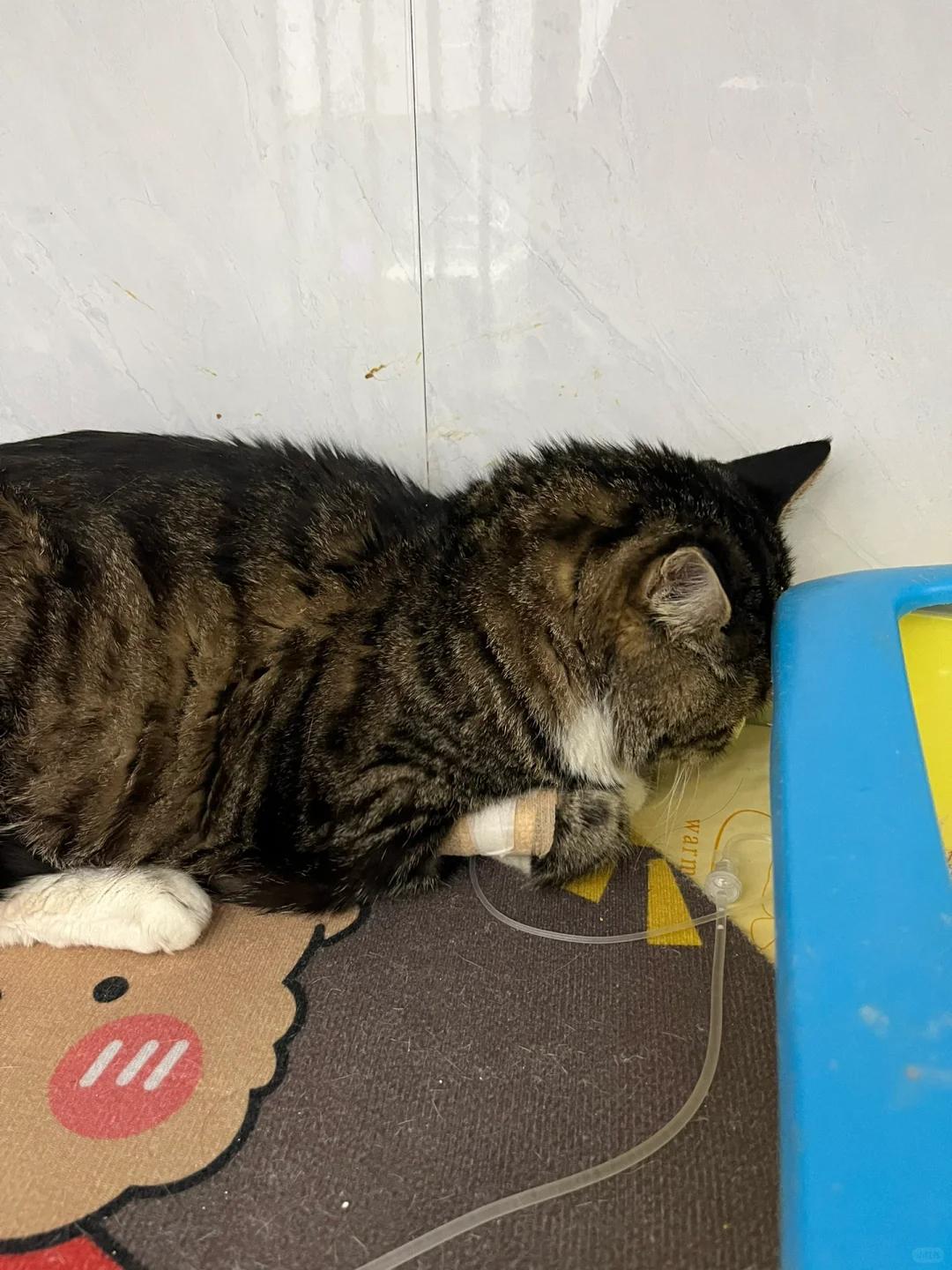 猫咪肠梗阻:是继续输液治疗还是该选择手术呢?