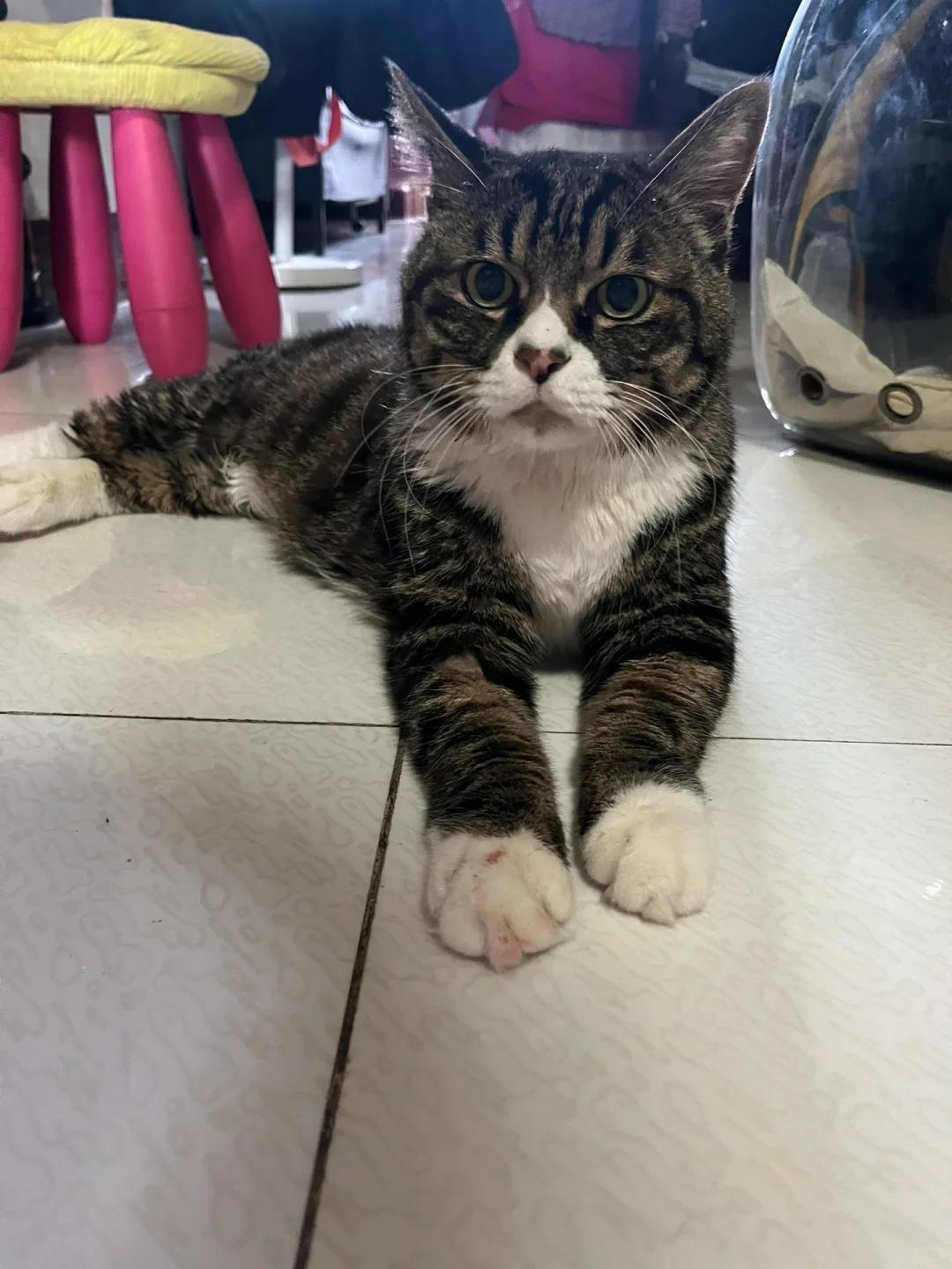 猫咪肠梗阻:是继续输液治疗还是该选择手术呢?