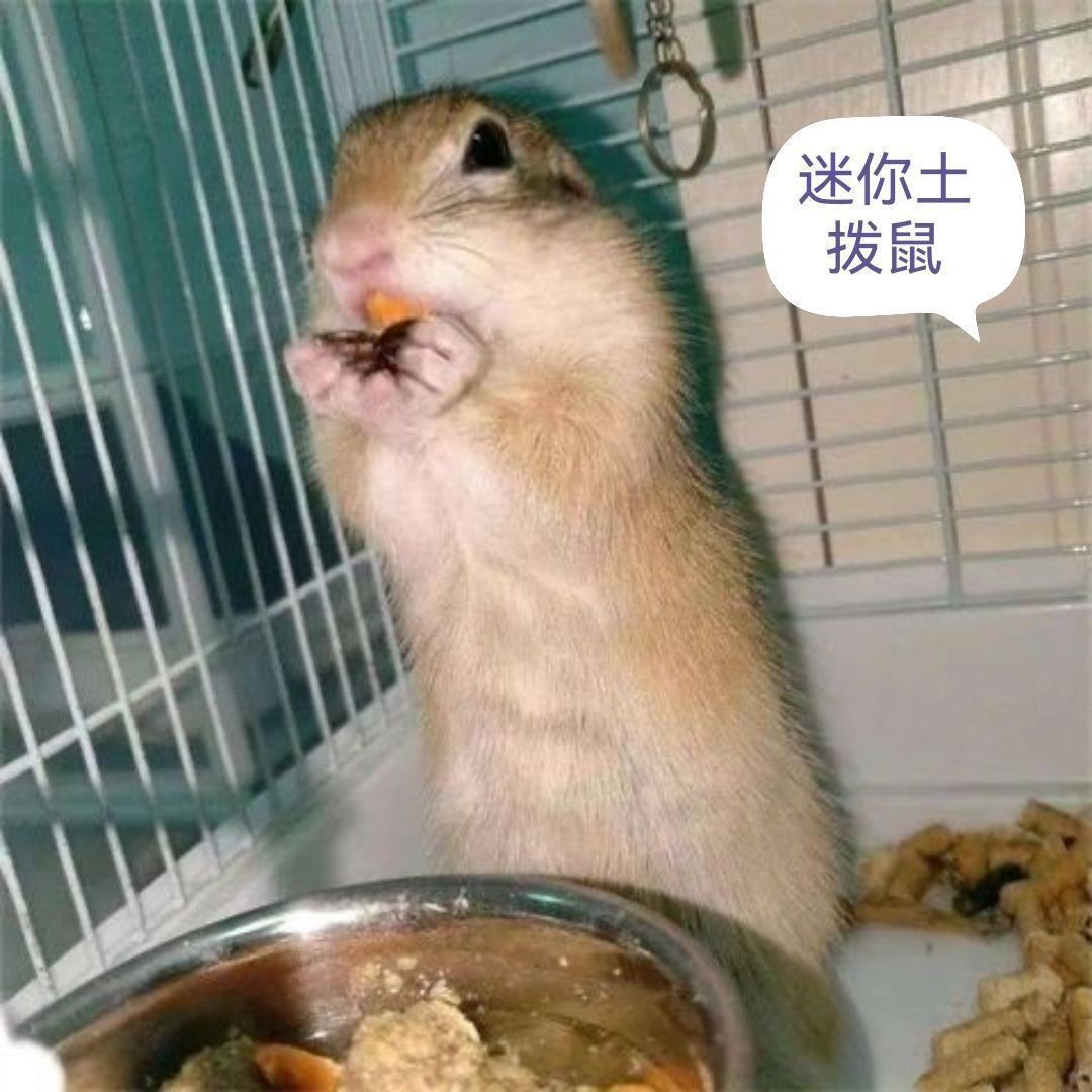 网红土拨鼠幼崽迷你可爱