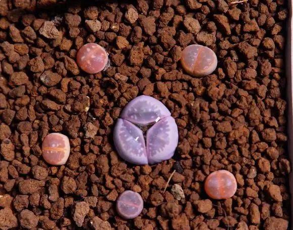 生石花,死亡率最高的多肉,谁养谁后悔,要么徒长,要么化水