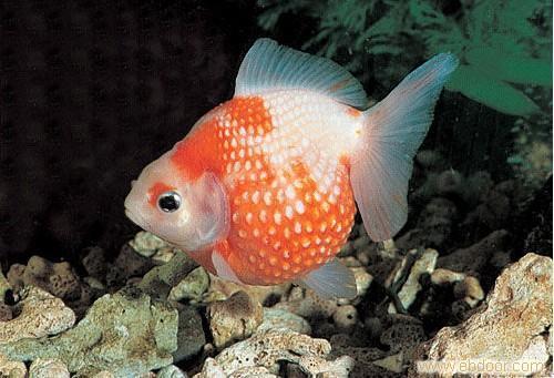 十大冷水清洁鱼排名