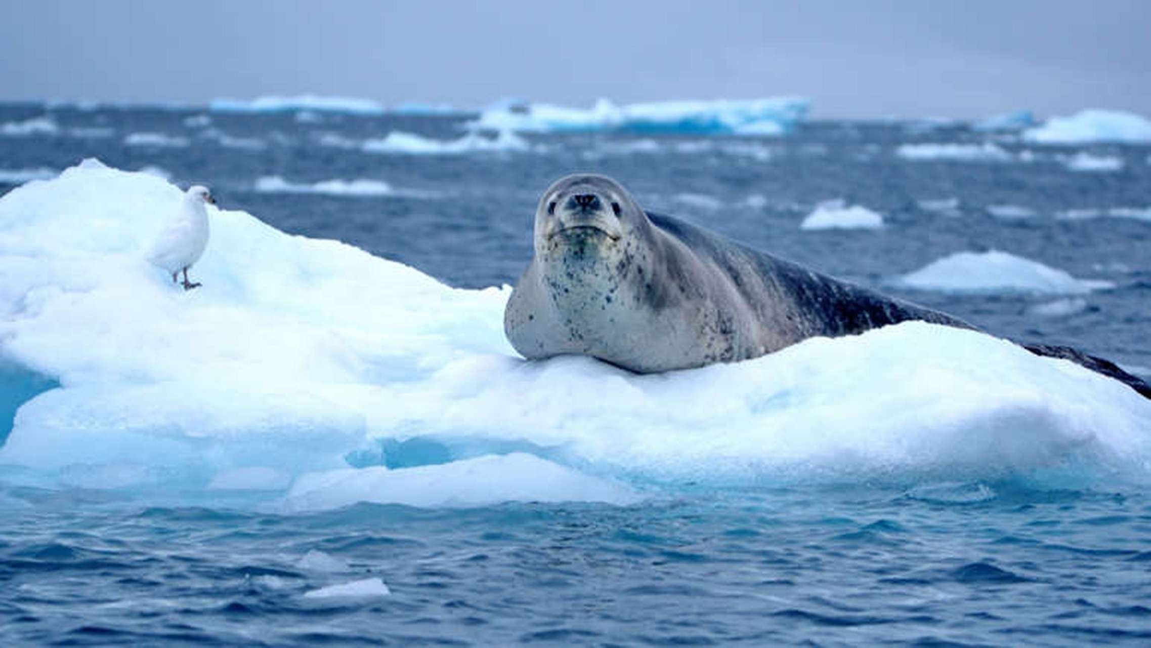 科普一些奇奇怪怪的冷知识# 因其友好而闻名的动物:海狮  海狮是高度