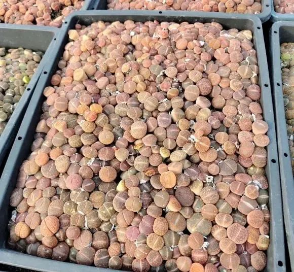 生石花,死亡率最高的多肉,谁养谁后悔,要么徒长,要么化水