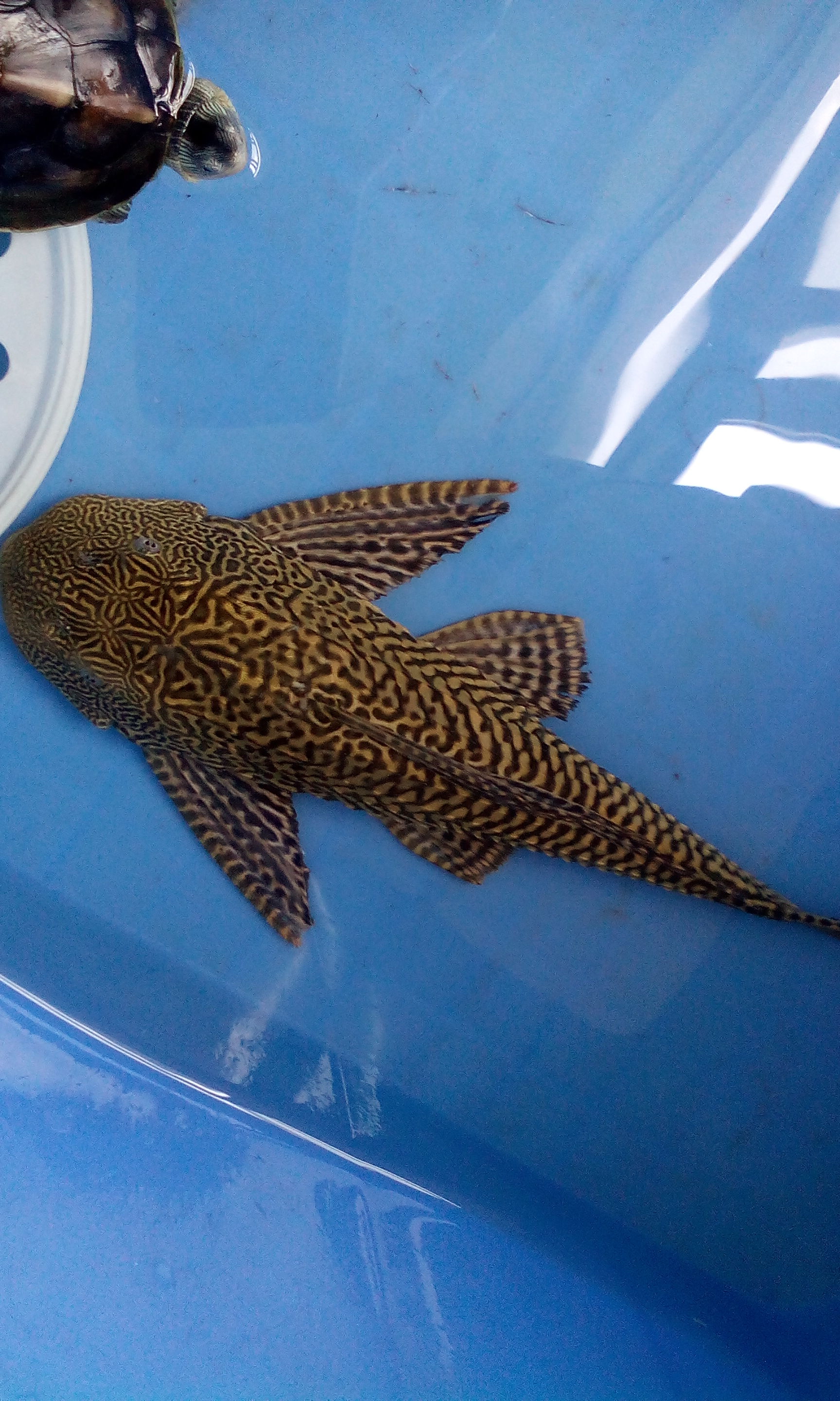 十大冷水清洁鱼排名