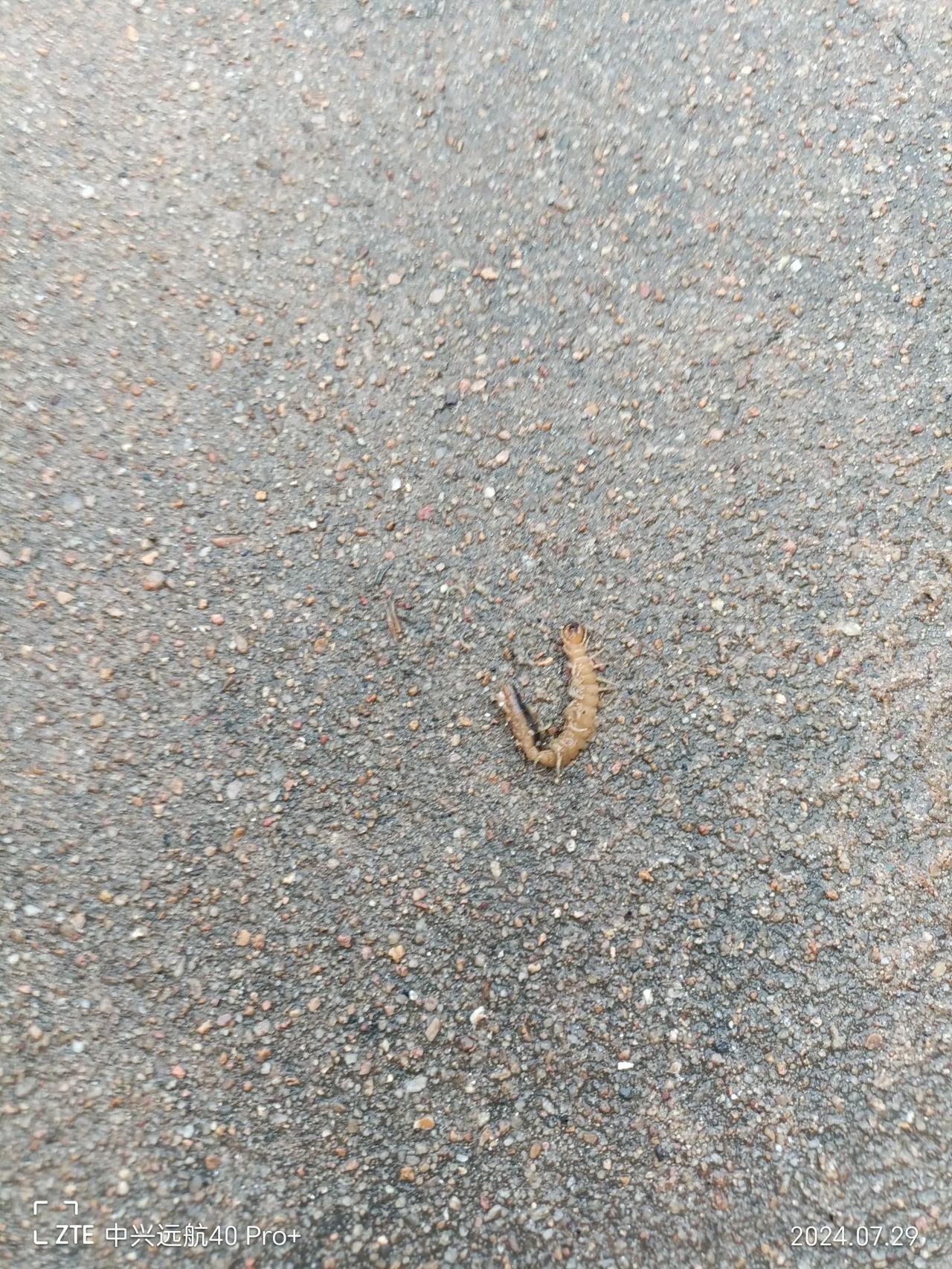 擦地的时侯发现一条长长的虫子,我们这里叫草鞋底,这东西长得好吓人