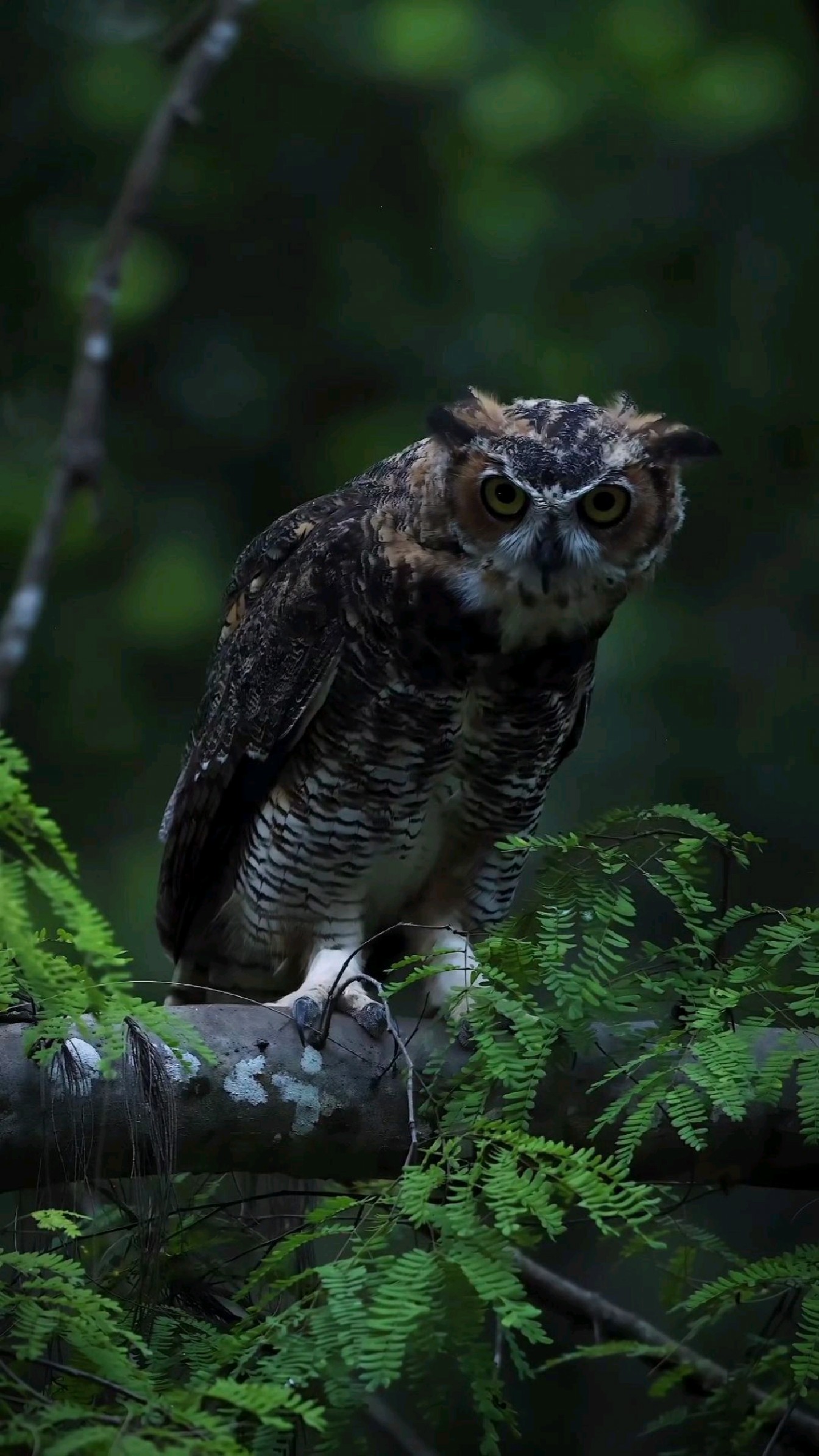暗夜丛林,猫头鹰
