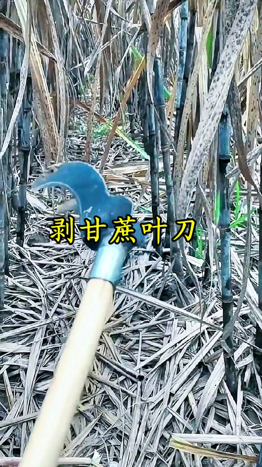 甘蔗刮叶刀#省时省力效率高 #甘蔗剥叶神器