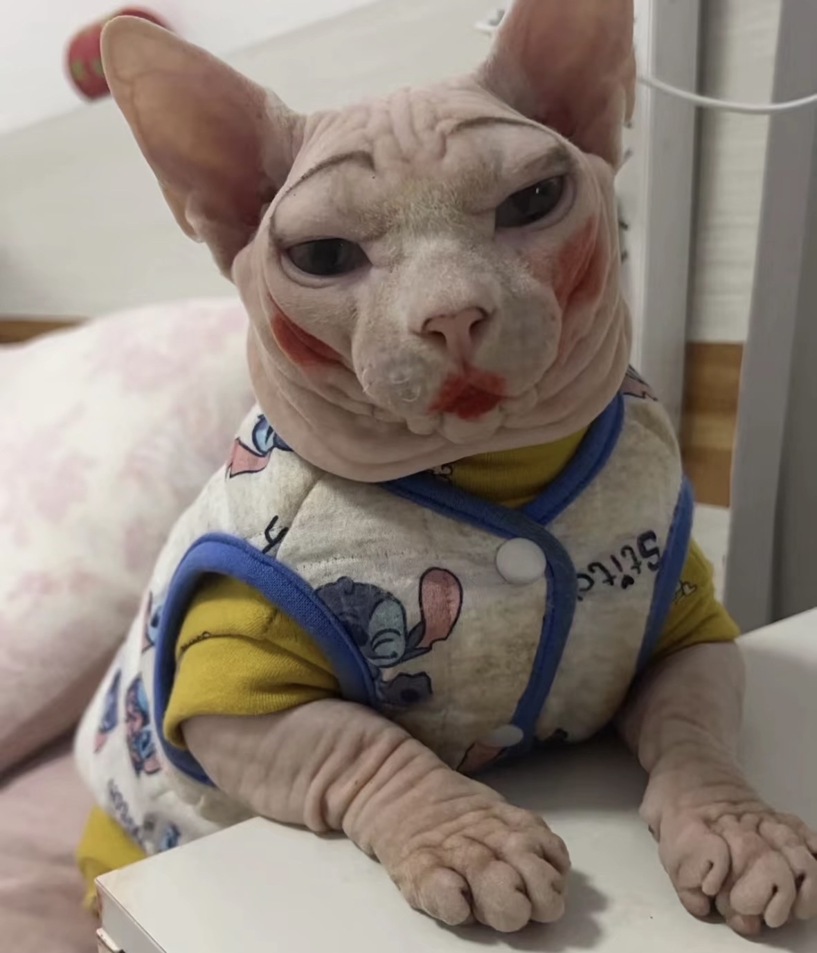 猫不会微笑(猫不会微笑p2)