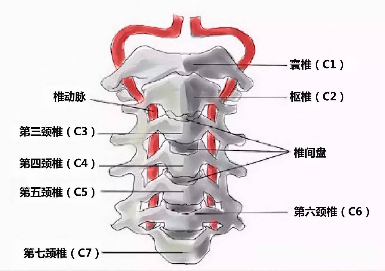 每天按摩这里2分钟,解决你的颈椎病 1,治疗颈椎病 现代人经常坐在桌前