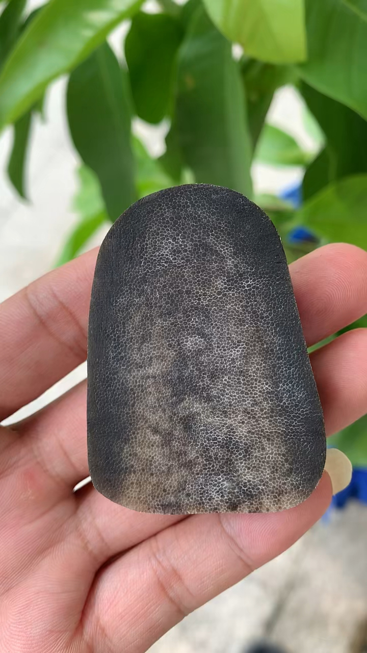 收藏珍品,亚洲犀角,俗称黑金,中医难得的好药材