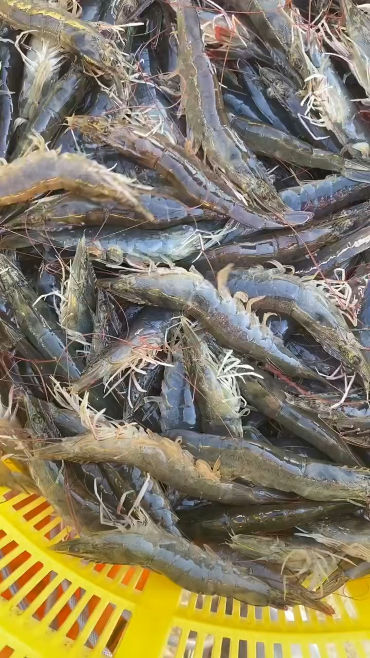 巨好吃的海水大虾,肉质紧实q弹,鲜溜溜的