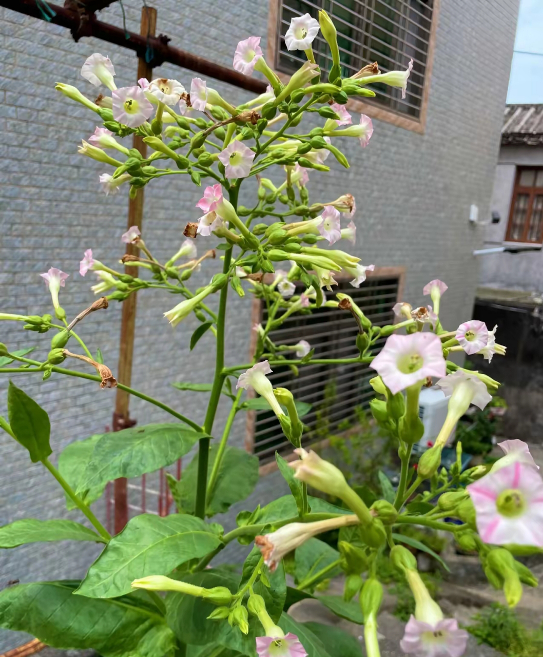 早上到一熟人家喝茶,经过了一处多年没人住的房子