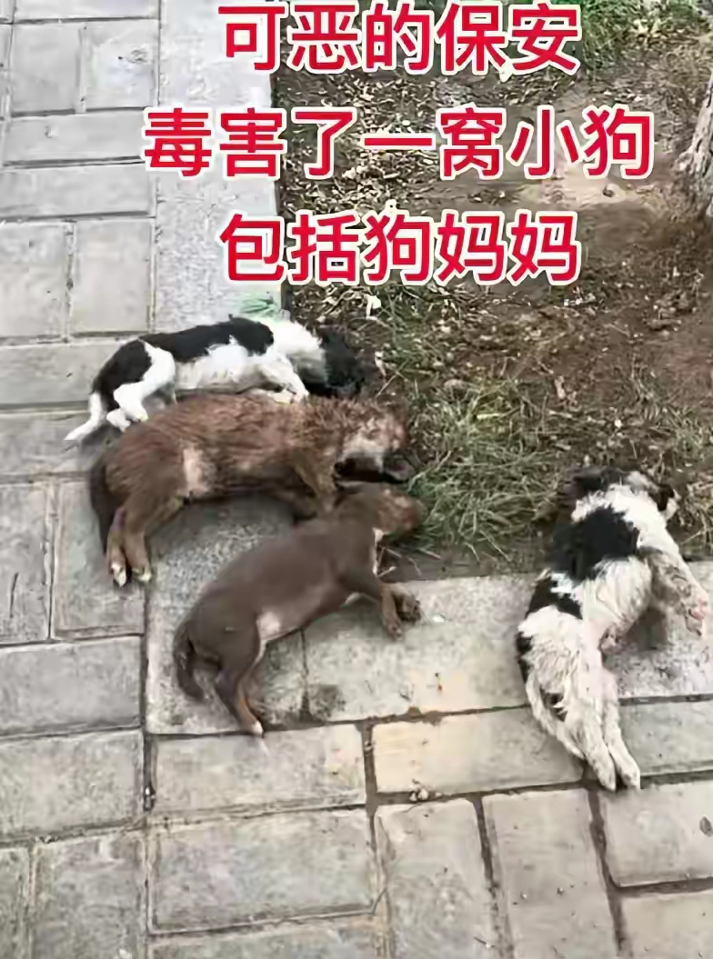 狗走窝子图片