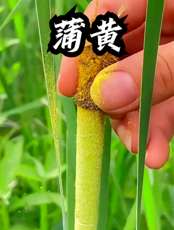蒲黄也叫香肠草,用它泡茶饮用,可以排出身体杂质