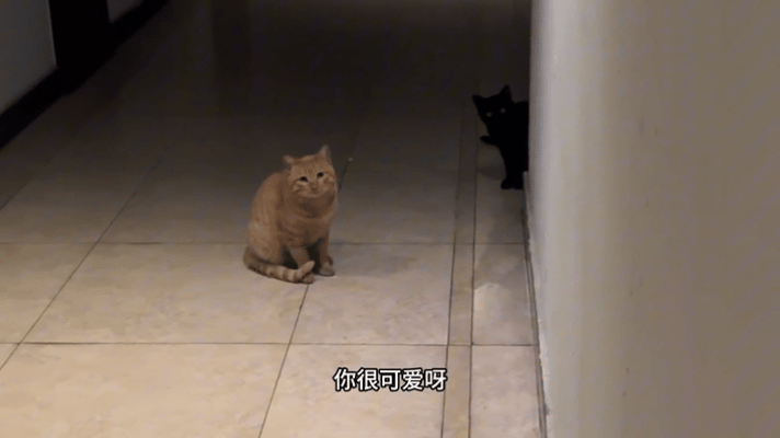 妹子喂猫吓到外卖小哥,小哥刚平复心情又被吓得跳了一段踢踏舞