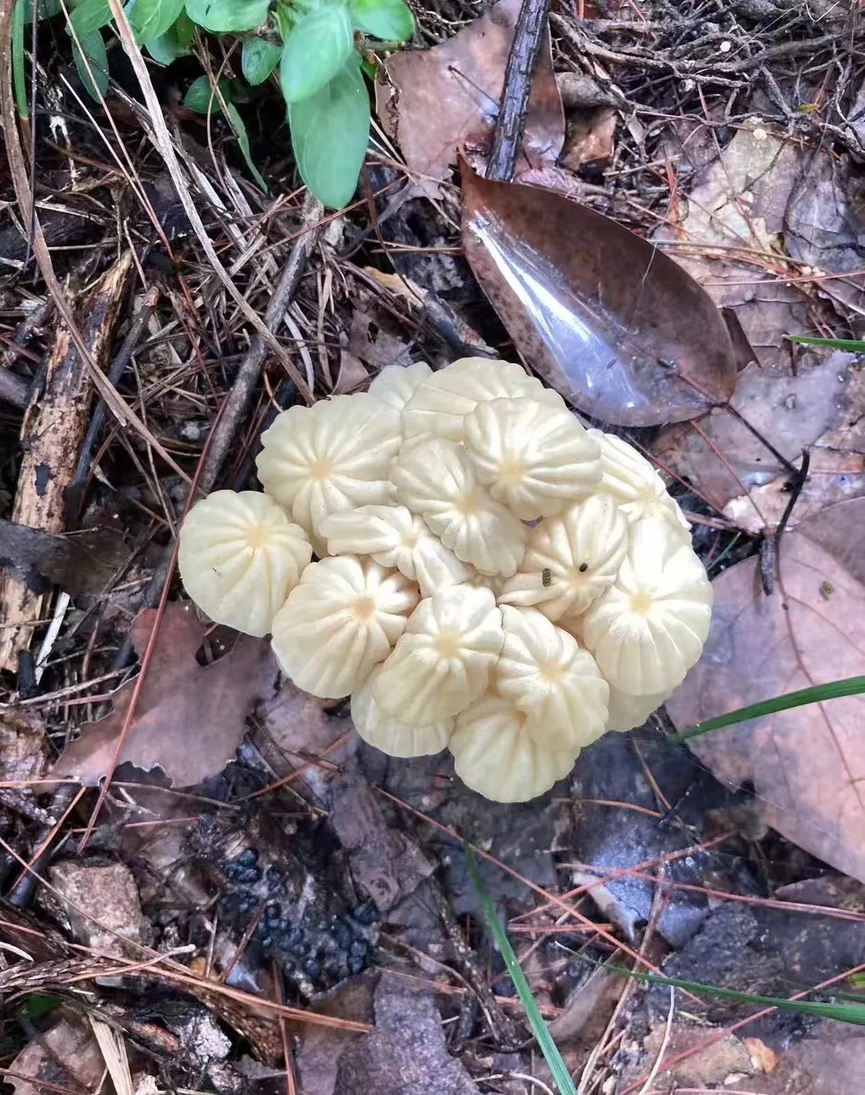 为什么要下雨来呢,因为雨后蘑菇多,走到地方后,首先发现了这种白色的