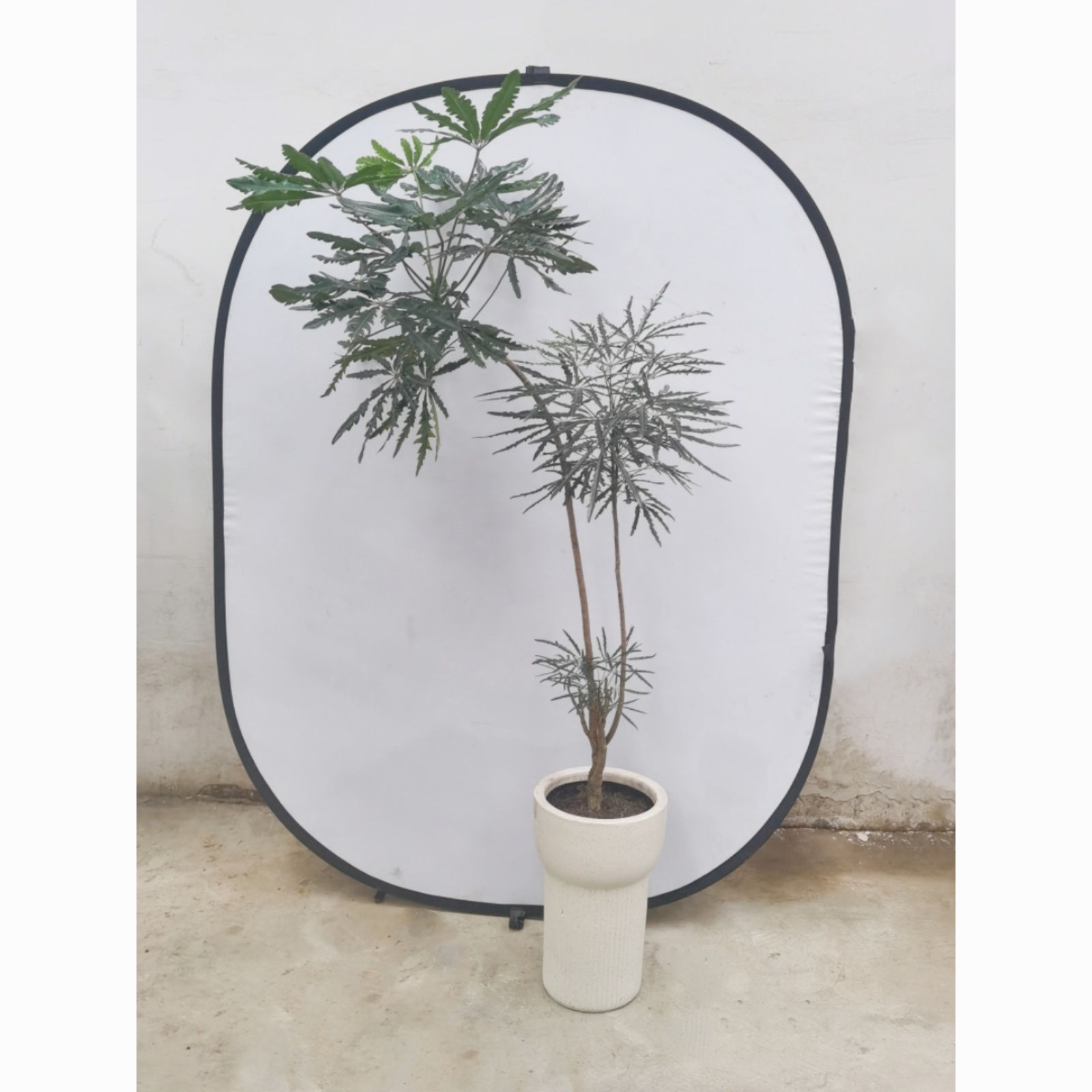 孔雀木观叶植物盆栽