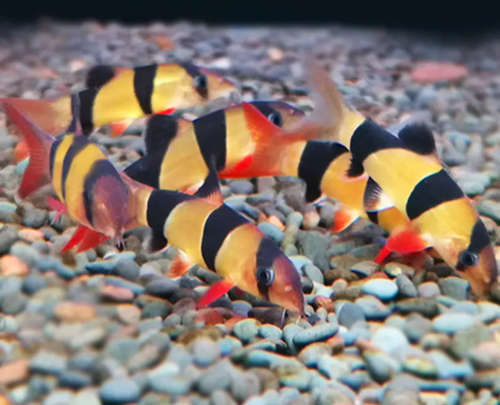 每天认识一种观赏鱼30——三间鼠鱼