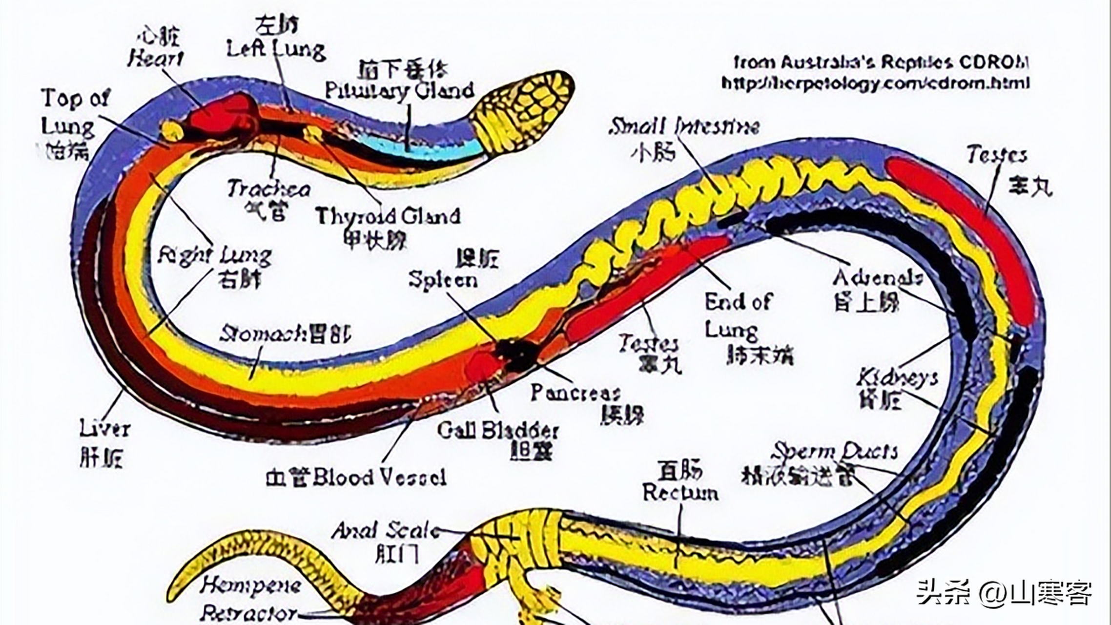 蛇的祖先进化图图片